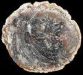 Colorful Petrified Wood Round - Cyber Monday Special! #54205-1